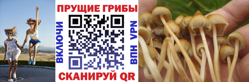 Галлюциногенные грибы Psilocybine cubensis Безенчук